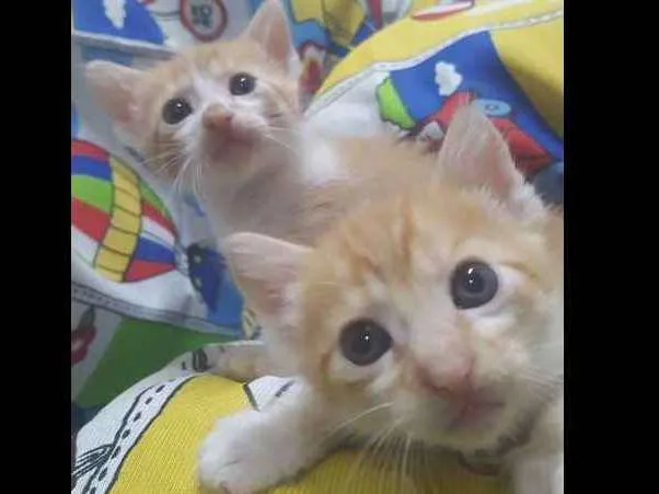 Gato raça SRD idade 1 ano nome Branca