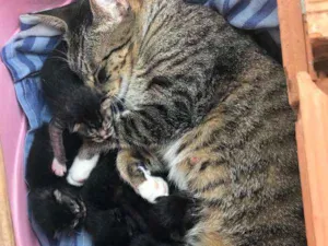 Gato raça  idade Abaixo de 2 meses nome ADOTE
