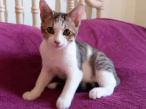 Gato raça SRD idade 2 a 6 meses nome RAFAEL