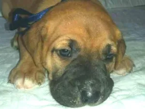 Cachorro raça SRD idade Abaixo de 2 meses nome LYON
