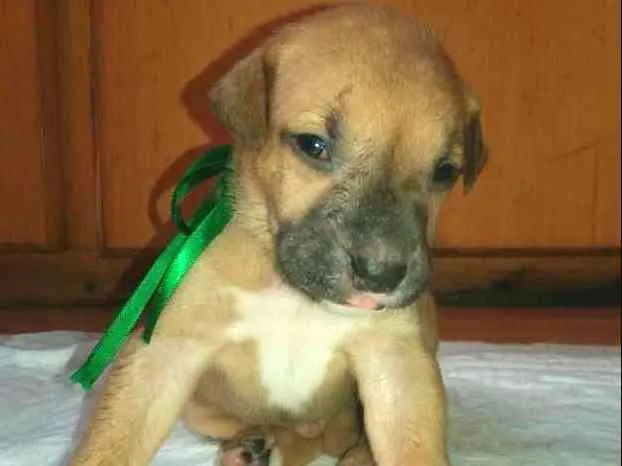 Cachorro ra a SRD idade Abaixo de 2 meses nome LUCKY