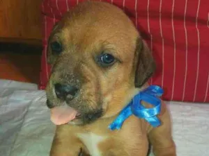 Cachorro raça SRD idade 2 a 6 meses nome LUIGI