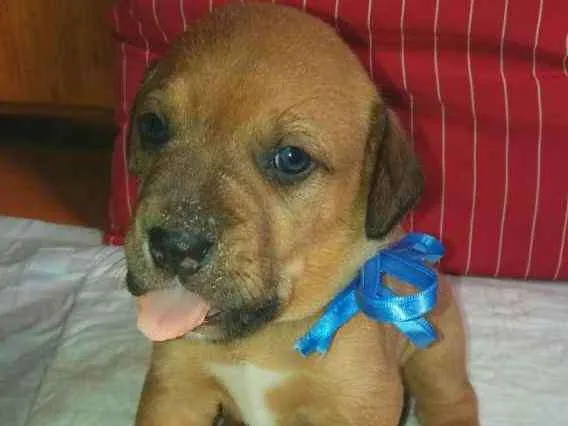 Cachorro ra a SRD idade 2 a 6 meses nome LUIGI