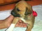 Cachorro raça SRD idade Abaixo de 2 meses nome LORD