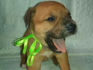 Cachorro raça SRD idade Abaixo de 2 meses nome LUNA