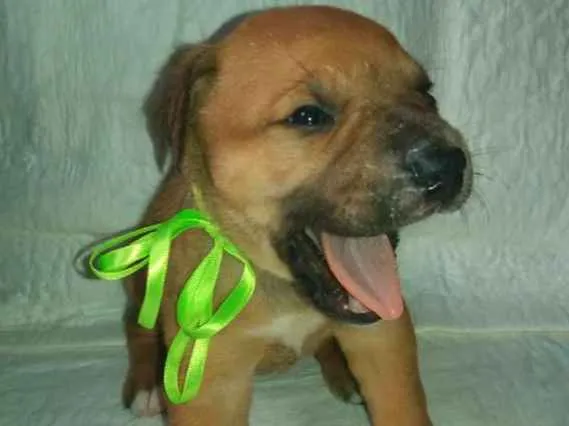 Cachorro ra a SRD idade Abaixo de 2 meses nome LUNA