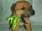 Cachorro raça SRD idade Abaixo de 2 meses nome LUNA