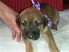 Cachorro raça SRD idade Abaixo de 2 meses nome LILI
