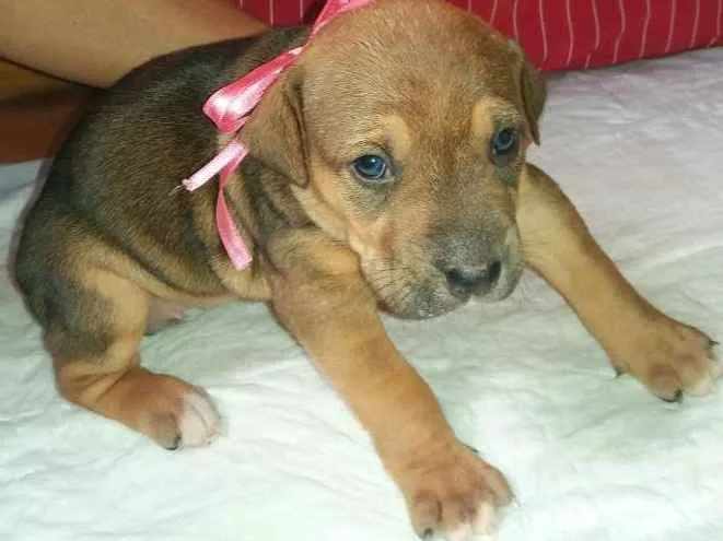 Cachorro ra a SRD idade Abaixo de 2 meses nome LARA