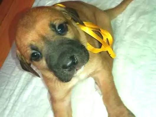 Cachorro ra a SRD idade Abaixo de 2 meses nome LALA FILHOTE 