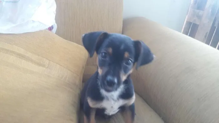 Cachorro raça Nao sei idade Abaixo de 2 meses nome Luck