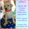 Estrela