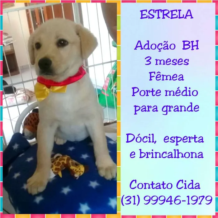 Cachorro raça SRD idade 2 a 6 meses nome Estrela
