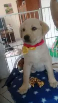 Estrela