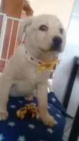 Estrela
