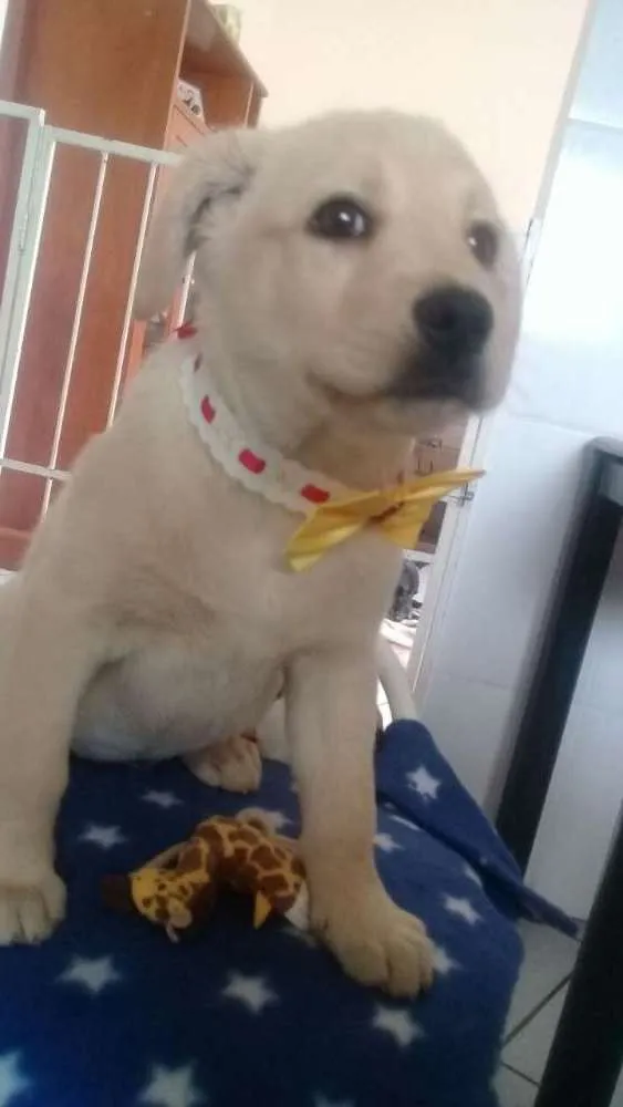 Cachorro raça SRD idade 2 a 6 meses nome Estrela