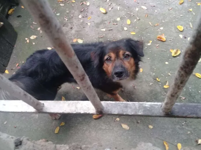 Cachorro raça pudo com pastor alemao capa preta idade 6 ou mais anos nome bile
