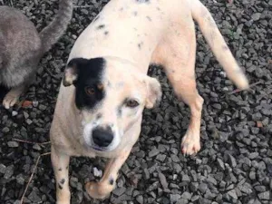 Cachorro raça Srd idade 1 ano nome Rica