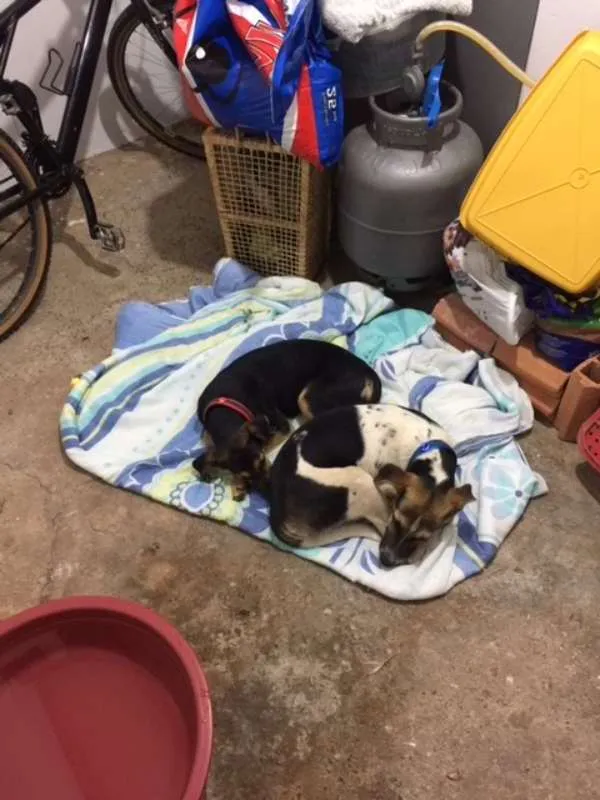 Cachorro ra a SRD idade 2 a 6 meses nome Vavá e Shiva