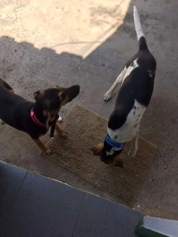 Cachorro ra a SRD idade 2 a 6 meses nome Vavá e Shiva