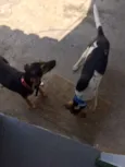 Vavá e Shiva