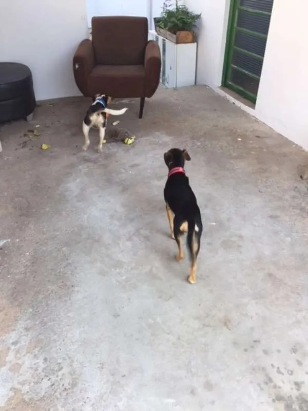 Cachorro ra a SRD idade 2 a 6 meses nome Vavá e Shiva