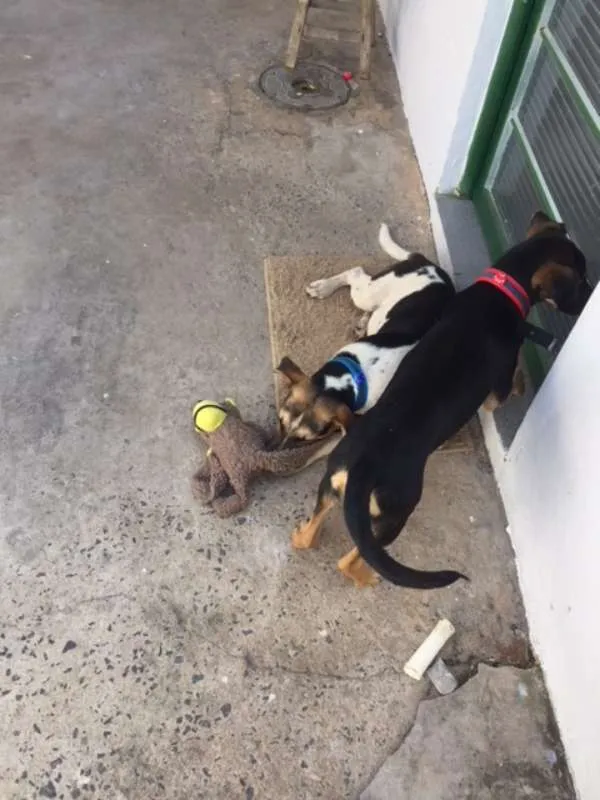 Cachorro ra a SRD idade 2 a 6 meses nome Vavá e Shiva