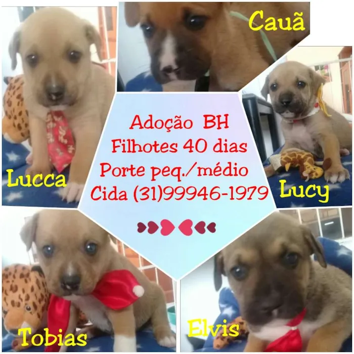 Cachorro raça SRD idade Abaixo de 2 meses nome Filhotinhos