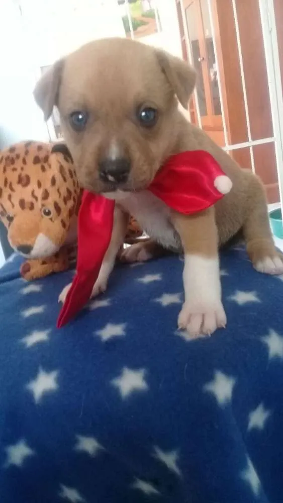 Cachorro raça SRD idade Abaixo de 2 meses nome Filhotinhos