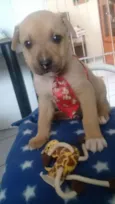 Filhotinhos