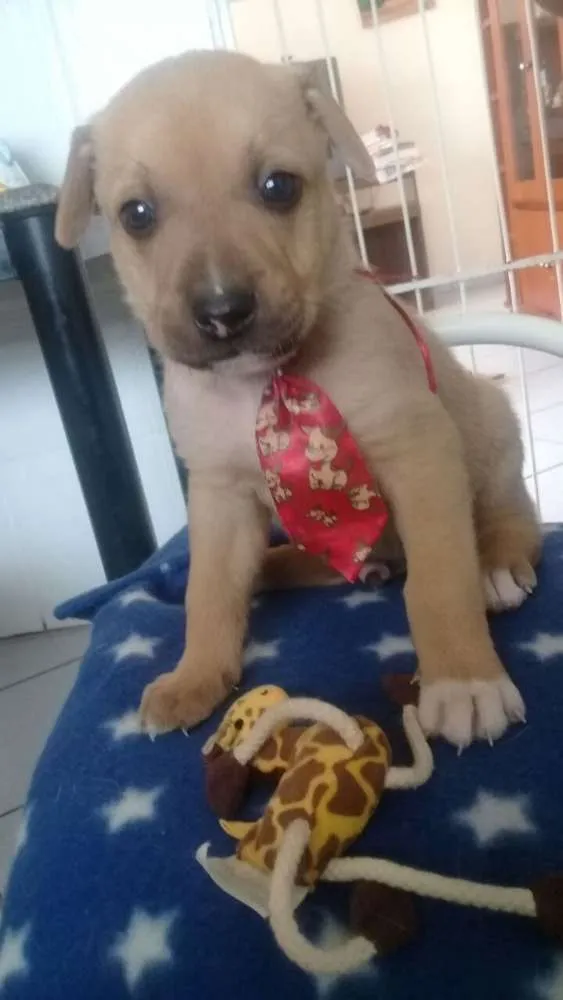 Cachorro raça SRD idade Abaixo de 2 meses nome Filhotinhos