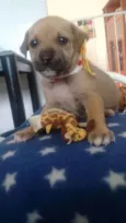 Filhotinhos