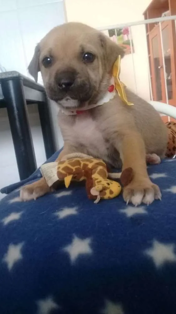 Cachorro raça SRD idade Abaixo de 2 meses nome Filhotinhos