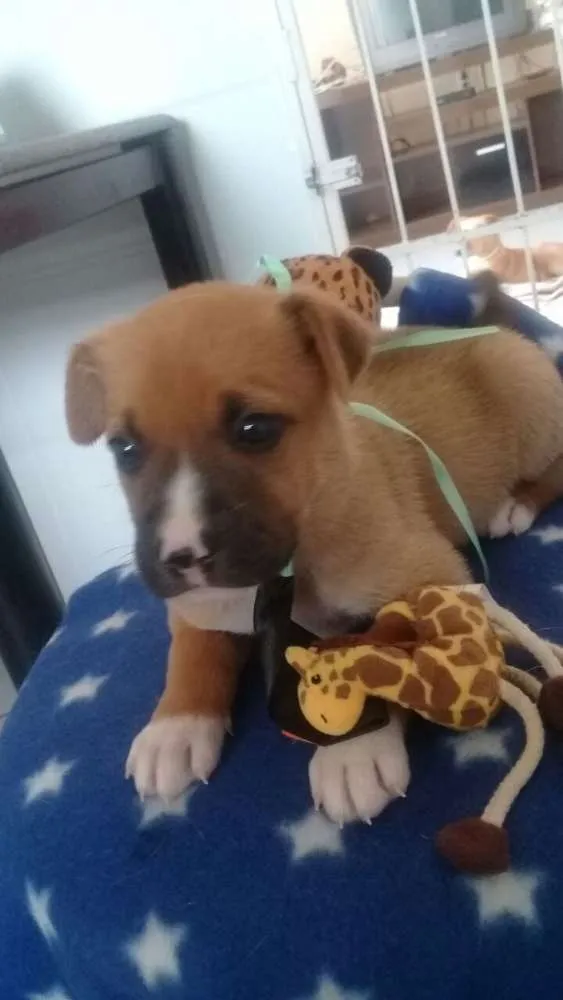 Cachorro raça SRD idade Abaixo de 2 meses nome Filhotinhos