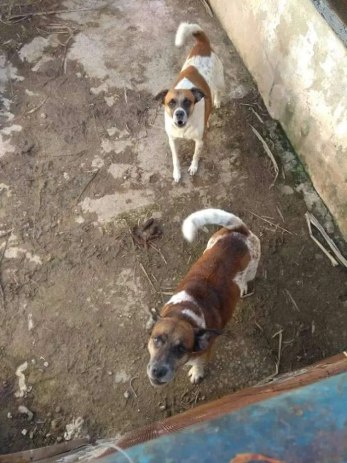 Cachorro raça Vira lata idade 3 anos nome Til