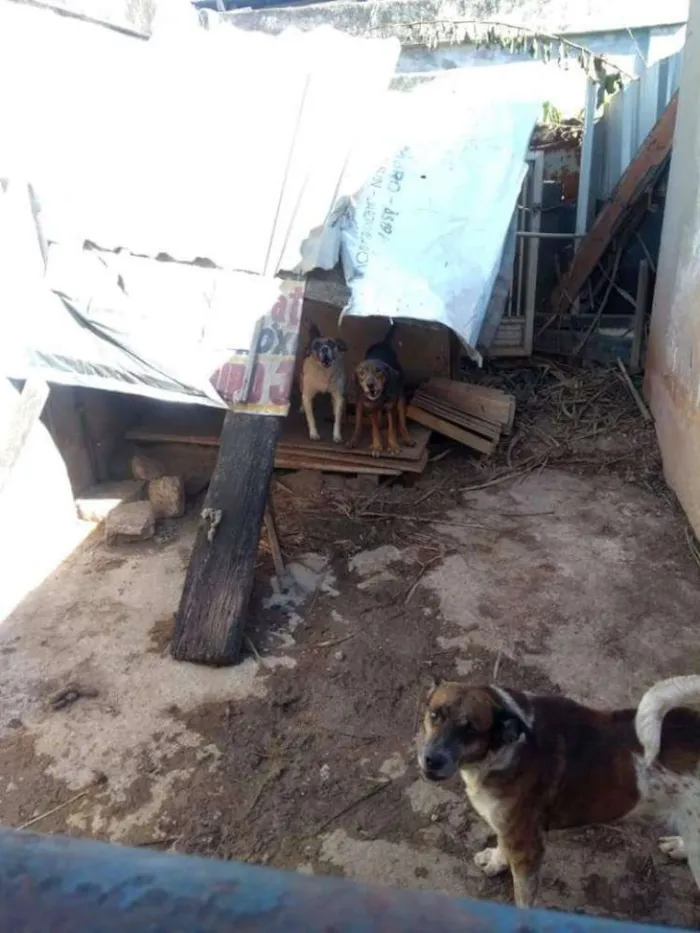 Cachorro raça Vira lata idade 3 anos nome Til