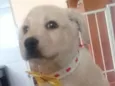 Estrela