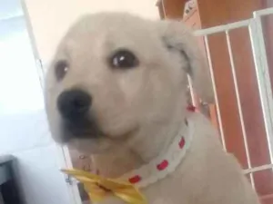 Cachorro raça SRD idade 2 a 6 meses nome Estrela