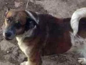 Cachorro raça Vira lata idade 3 anos nome Til