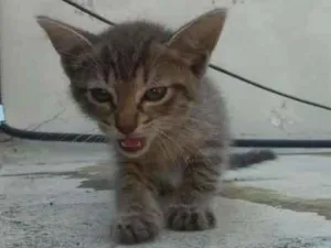 Gato raça indefinida idade Abaixo de 2 meses nome Bonita