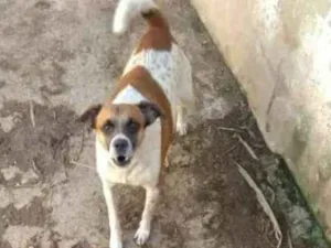 Cachorro raça Vira lata idade 3 anos nome Til
