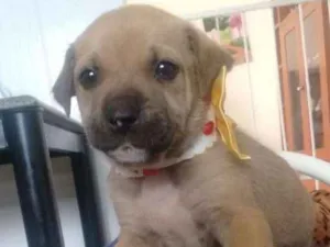 Cachorro raça SRD idade Abaixo de 2 meses nome Filhotinhos