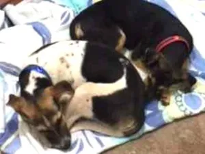 Cachorro raça SRD idade 2 a 6 meses nome Vavá e Shiva