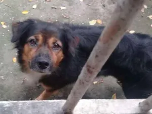 Cachorro raça pudo com pastor alemao capa preta idade 6 ou mais anos nome bile