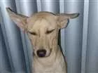 Cachorro raça Viralata idade 1 ano nome Galego