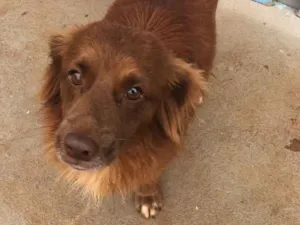 Cachorro raça Srd idade 1 ano nome Marrom