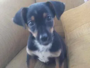 Cachorro raça Nao sei idade Abaixo de 2 meses nome Luck