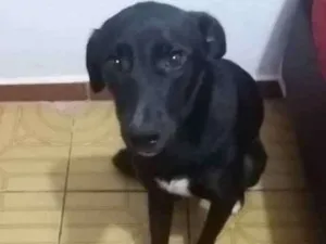 Cachorro raça Vira lata idade 7 a 11 meses nome Chocolate