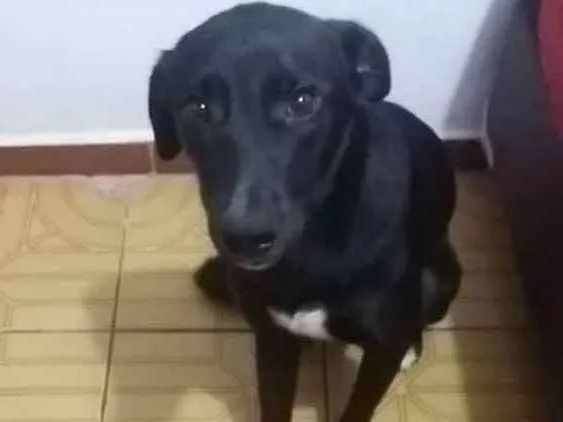 Cachorro ra a Vira lata idade 7 a 11 meses nome Chocolate