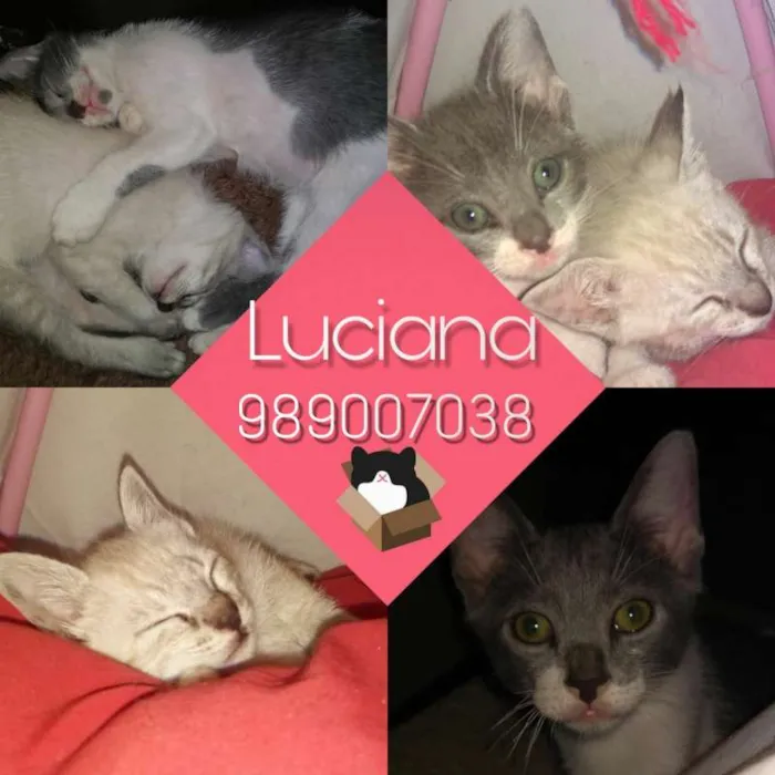 Gato raça SRD idade 2 a 6 meses nome Dois amores